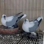 سوالو