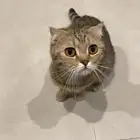 قطة للتبني