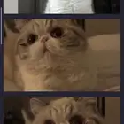 مطلوب قطه اكزوتيك