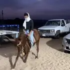 حصان شعبي شيخ العمر 5 سنوات ابيه زيدان حق ال منجم و امه فضه