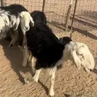 نحد مقاني