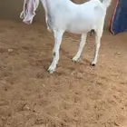 عرض بيع مطوره نادره