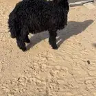 خروف عربي كفو