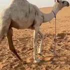 قعود مغلق سليم شرط عمره حوالي 8 شهور