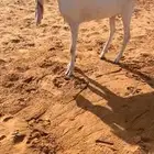 تم البيع