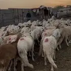 طليان سواكني دمازيني 100 راس مرابي