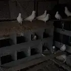 حمام فرنسي 100 جوز
