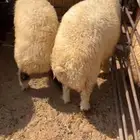 خرفان وفطايم