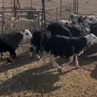 للبيع بهم نجد