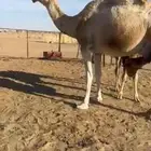 خلفه مناح رقم واحد تعبي سطل