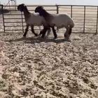 مشاريع فحول