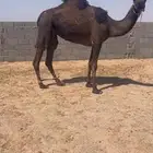 للبيع ضير مجهم سنها ثنيه