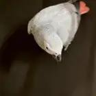 كاسكو ثلجي هدد