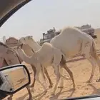 قعدان حكوميه في مزرعه سمو الامير للبيع فحول باتليه