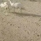 فحل حرش جذع