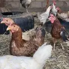 دجاج بلدي موقع تيماء