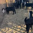 معزا عوارض للبيع