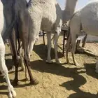 قعود من فوق الكفوو