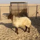 شاه نعيميه سلم مقرعه على فحل خصم