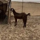 معزاء طيبه