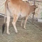 للبيع بقره بولدها