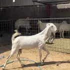 عنز خلفه