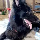بلاك جيرمن ذكر
