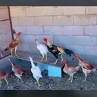 دجاج بكستني وديك بيض