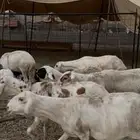 ضان سواكني
