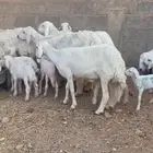 خلفات حريات