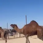 بعير حمر ادهم