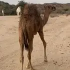 قعود قصب كفو