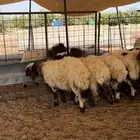 بهم نعيم