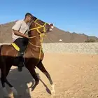 حصان شعبي رفيع عل عمره