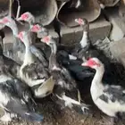 بط بح العدد 9 اناثي بياض