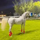 فرس واهو فاخره من الطراز العالي