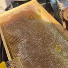 عسل الأثلا