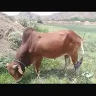 ثور فحل بلدي الموقع اضم