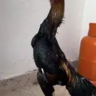 ديك شامو ياباني