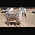 فحل تيس فاخر