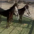 جفار هولندي