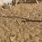 رخال حريات مقنوي