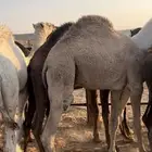 للبيع حشو فاخرة للمناسبات