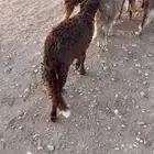 للبيع سواكن حمري ( تم البيع )