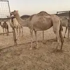 ناقه للبيع