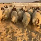 نعيمي بلدي فاخر