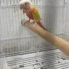 ذكر كنيور صن شيك رد فاكتور