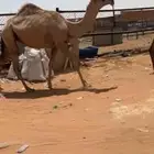 بكره حقه للبيع