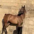 مهر شيييخ واهو للبيع