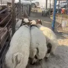 نعيم جبر ونعيم وسط ونعيم هرافي زبده